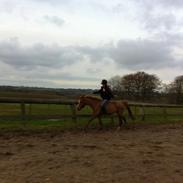 Welsh Partbred (Sec F) sweet about me *soul mate*
