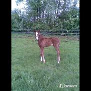 Dansk Varmblod Sadona