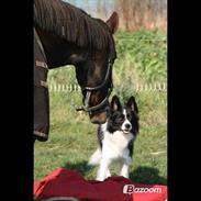 Dansk Varmblod Sadona