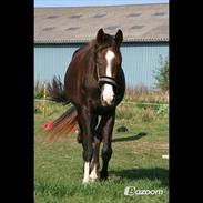 Dansk Varmblod Sadona