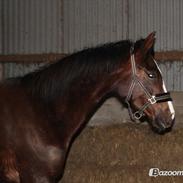 Dansk Varmblod Sadona