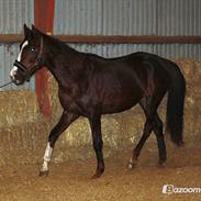 Dansk Varmblod Sadona