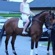 Anden særlig race Alvara