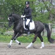 New Forest Pinot Noir B-Pony