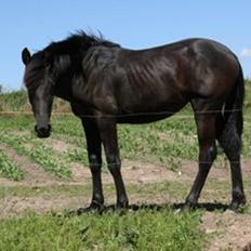 Cruzado Skouenbygaards Equlilibrio