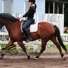 Anden særlig race Havana