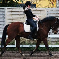 Anden særlig race Havana