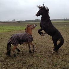 Welsh Pony (sec B) Frankenhöh's Spirit *R.I.P* <3