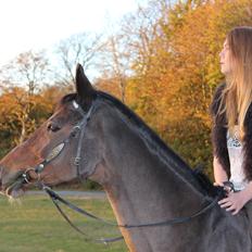 Dansk Varmblod Madame Moiselle