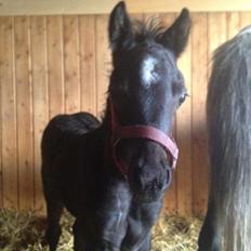 Welsh Partbred (Sec F) Tingstedgaards Silika
