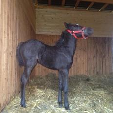 Welsh Partbred (Sec F) Tingstedgaards Silika