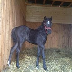 Welsh Partbred (Sec F) Tingstedgaards Silika