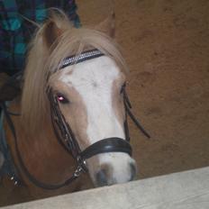 Welsh Mountain (sec A) Sjaik<3 (Solgt)