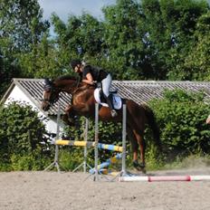 Dansk Varmblod Sprudalshøjs Guvanør