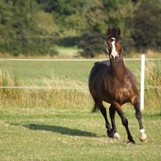 Anden særlig race Aicha
