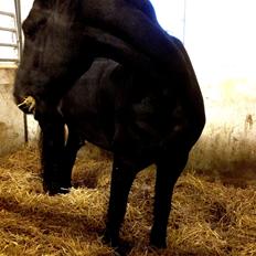 Frieser Theis Ellemose