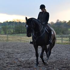 Anden særlig race Toftegård's Bounty [Min part]