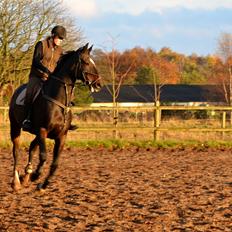 Anden særlig race Toftegård's Bounty [Min part]