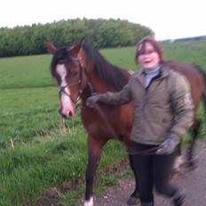 Arabisk fuldblod (OX) Al Ayman Kamal