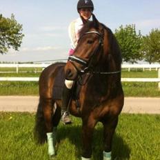 New Forest Romeo's Chicco