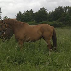 Dansk Varmblod Hedens Rollo