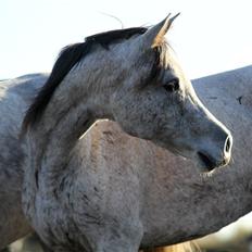 Arabisk fuldblod (OX) CA Zazsi - SOLGT -