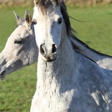 Arabisk fuldblod (OX) Chamsine - SOLGT -
