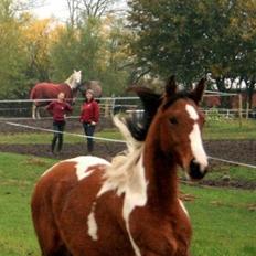 Pinto Alberthe (Tidligere hest)