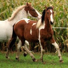 Pinto Alberthe (Tidligere hest)