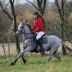 Welsh Partbred (Sec F) Donata