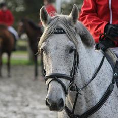 Welsh Partbred (Sec F) Donata