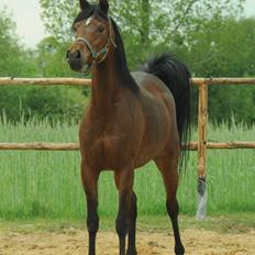 Arabisk fuldblod (OX) Pagana