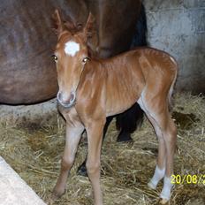 Anden særlig race Bella