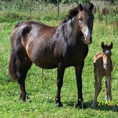Anden særlig race Bella
