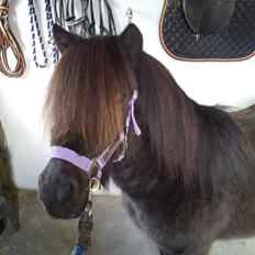 Shetlænder Musla *solgt*