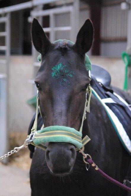 Anden særlig race Thyra - Velkommen til Thyras profil :-D Her er min skøre kræk ved at blive gjort klar til stævne! :b billede 1