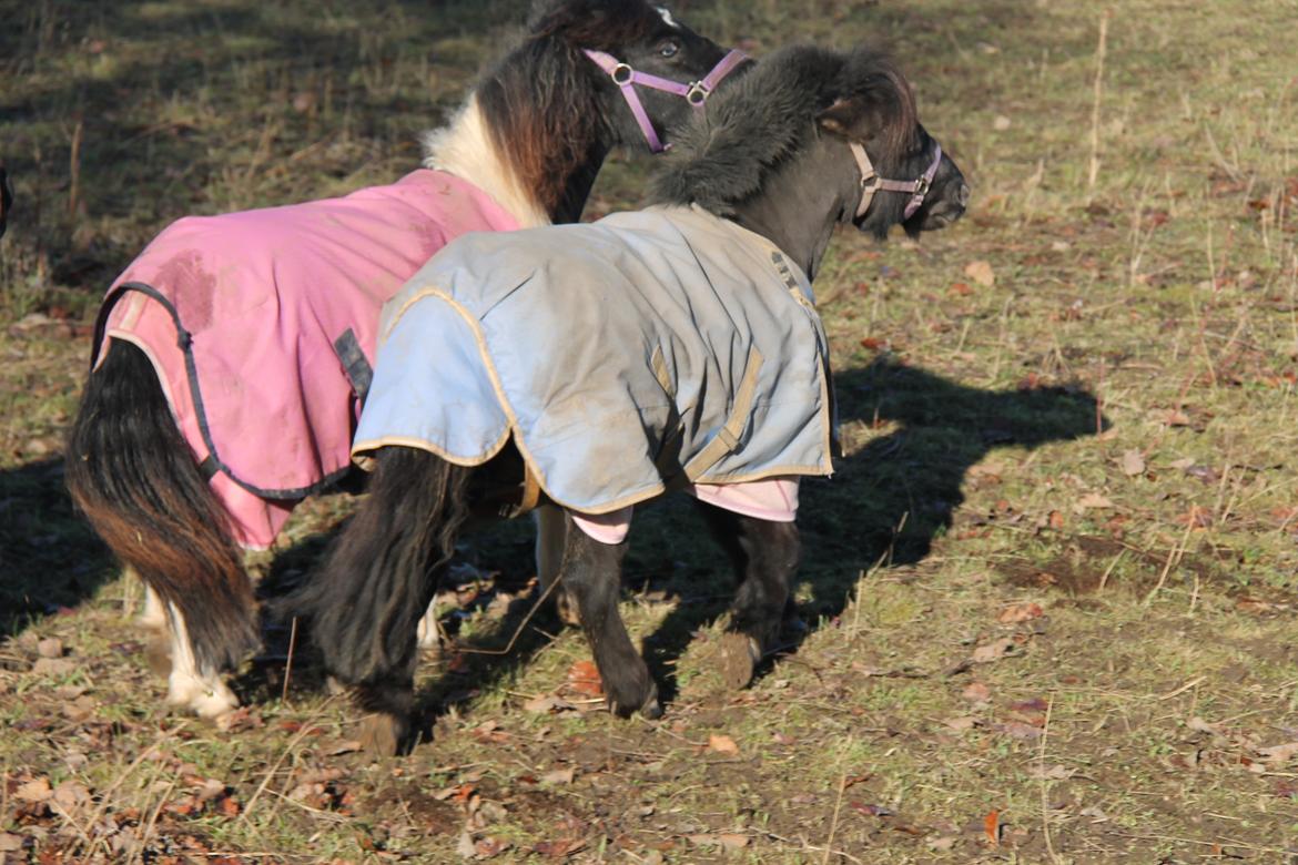 Shetlænder Flicka billede 4