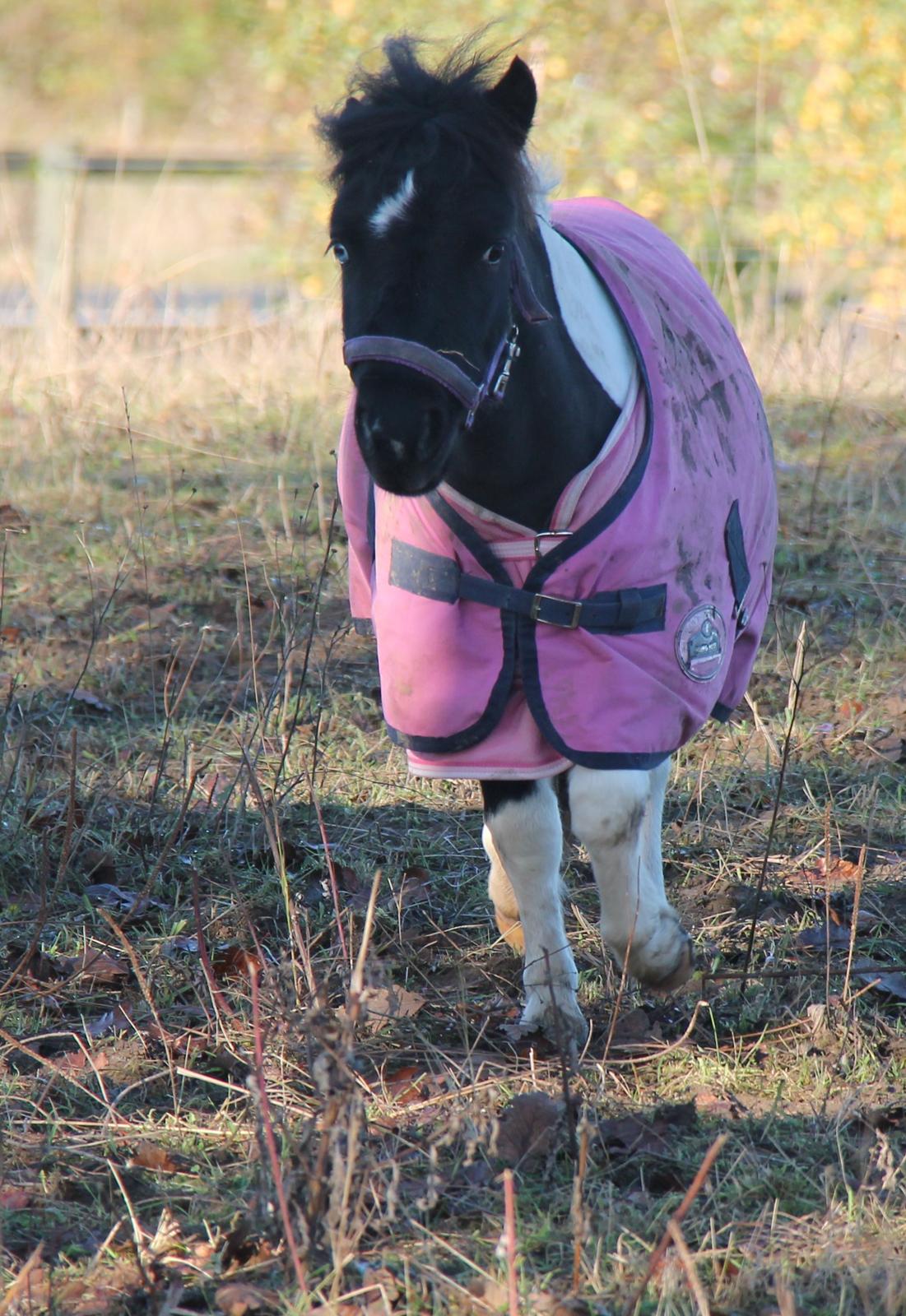 Shetlænder Flicka billede 5
