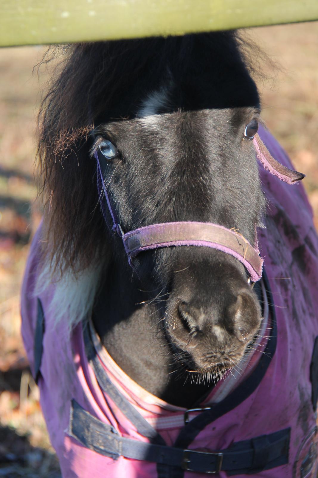 Shetlænder Flicka billede 7