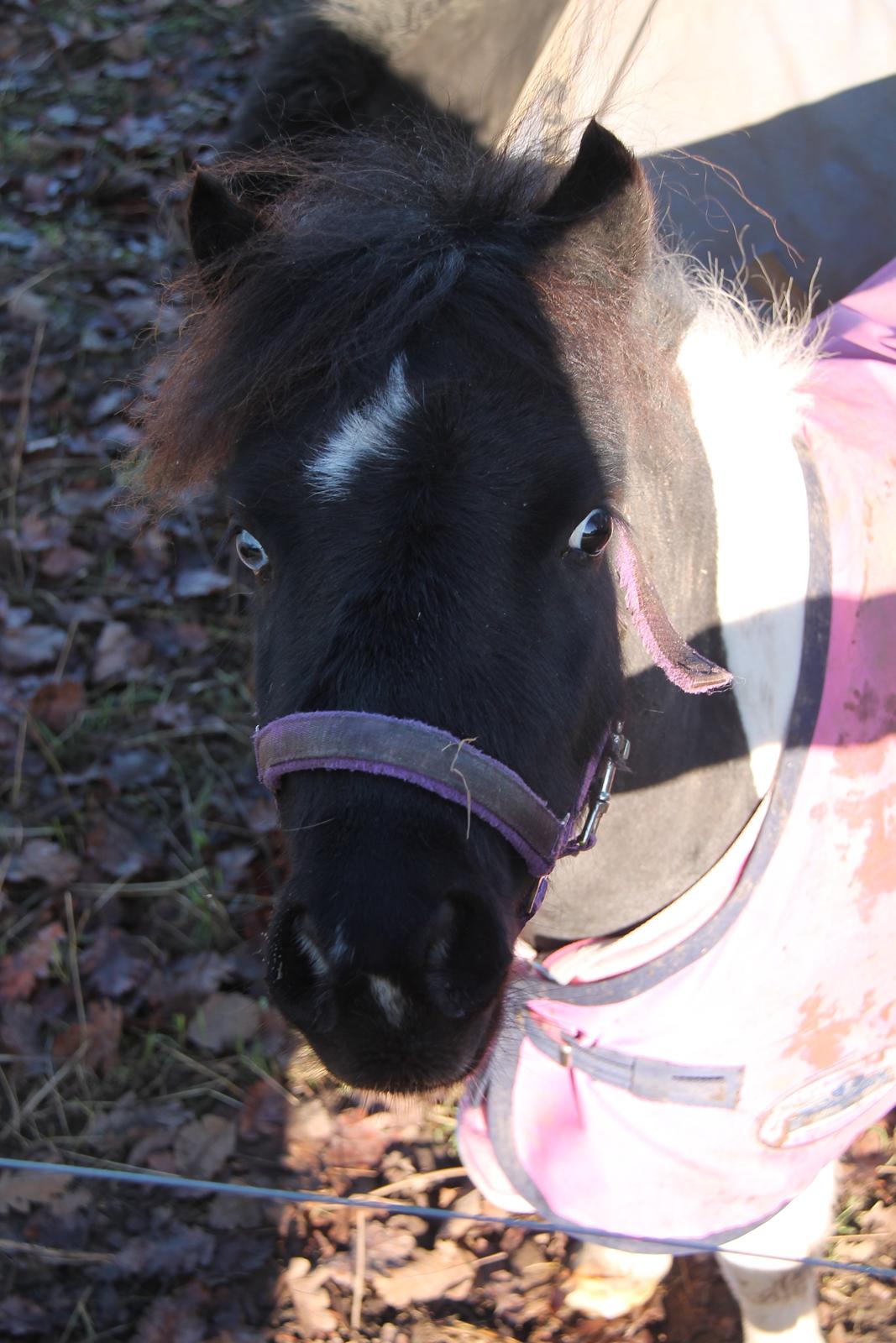 Shetlænder Flicka billede 10