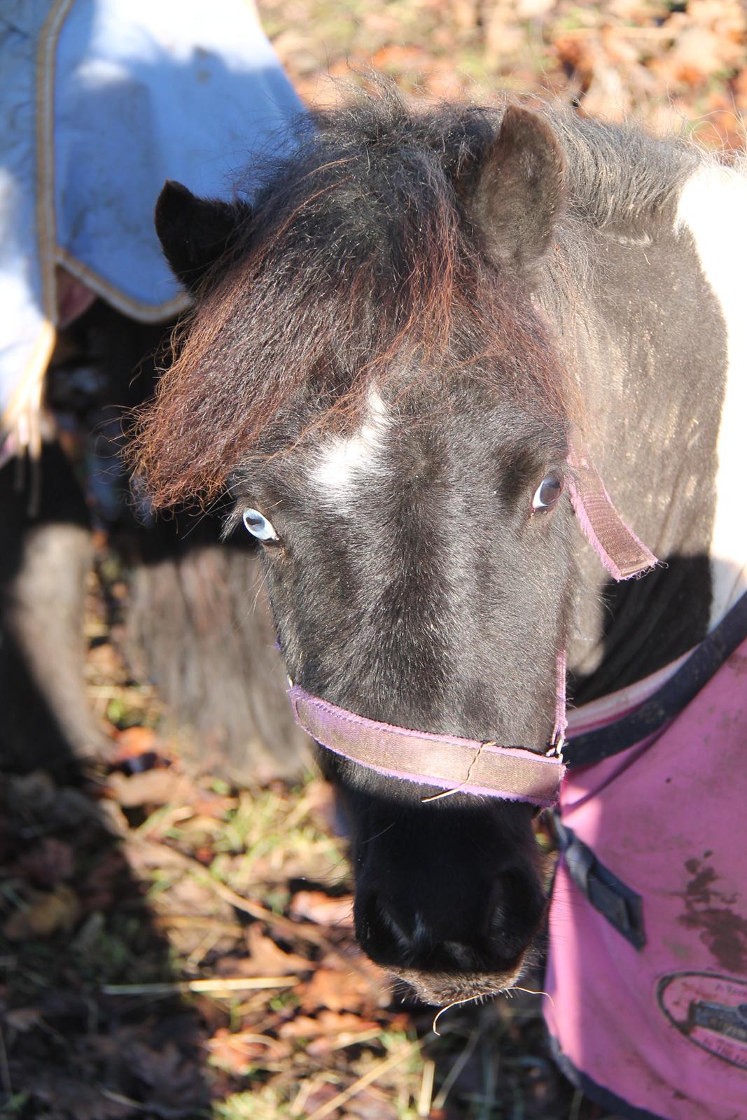 Shetlænder Flicka billede 11