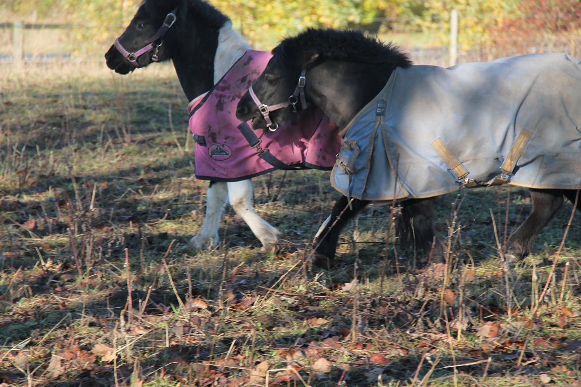 Shetlænder Flicka billede 13