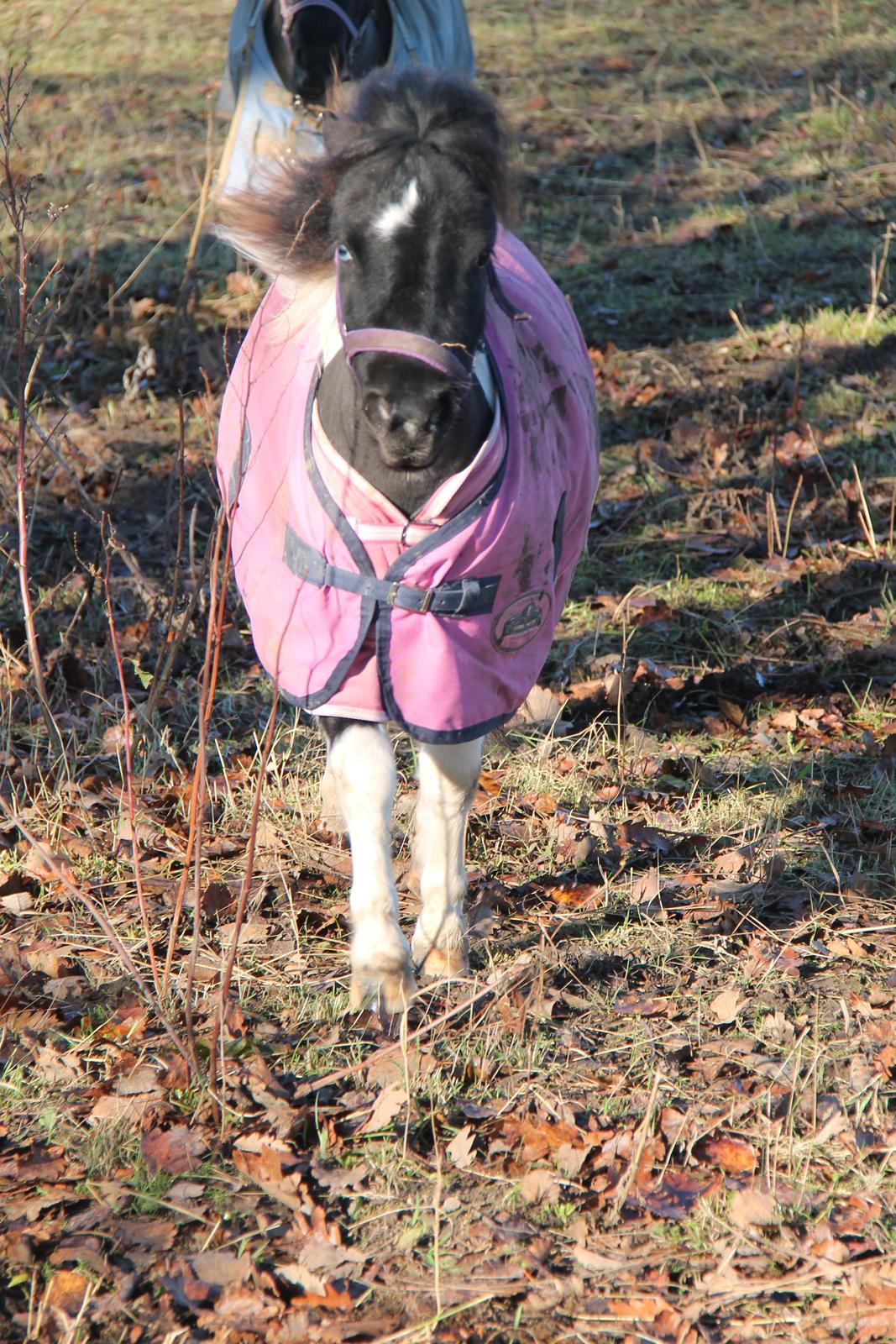 Shetlænder Flicka billede 14