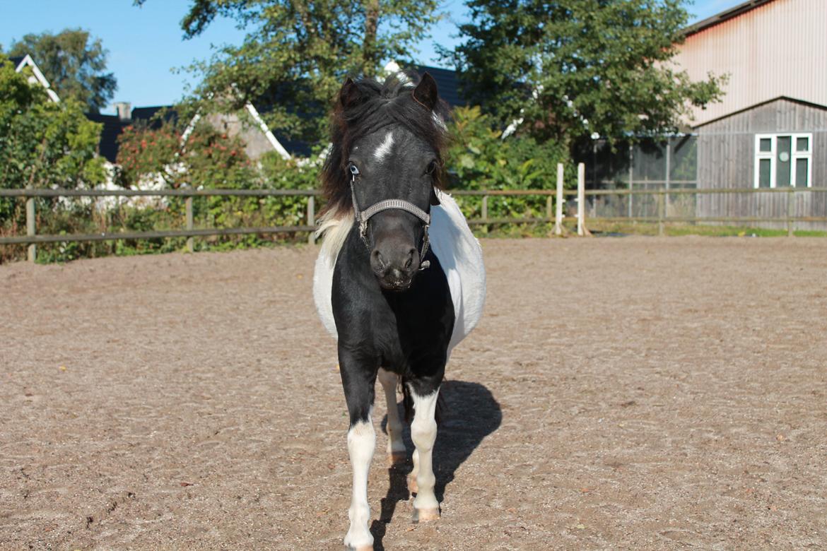 Shetlænder Flicka billede 15