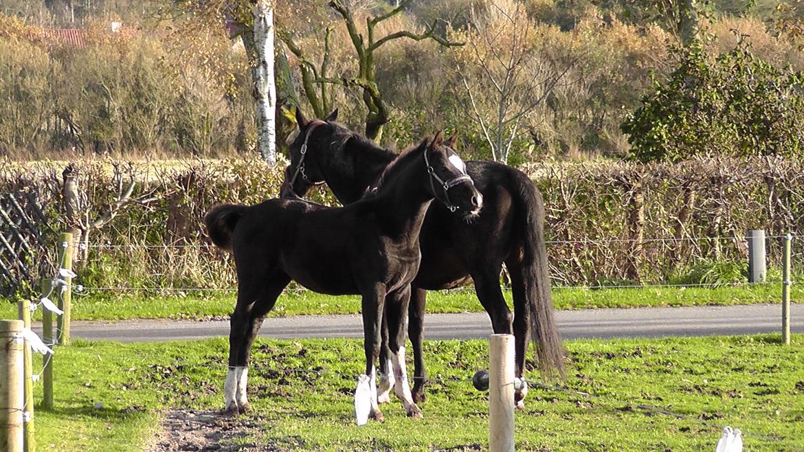 Dansk Varmblod | Lykkebo's Bacardi - 4. Ca. 5,5 måned gammel billede 4