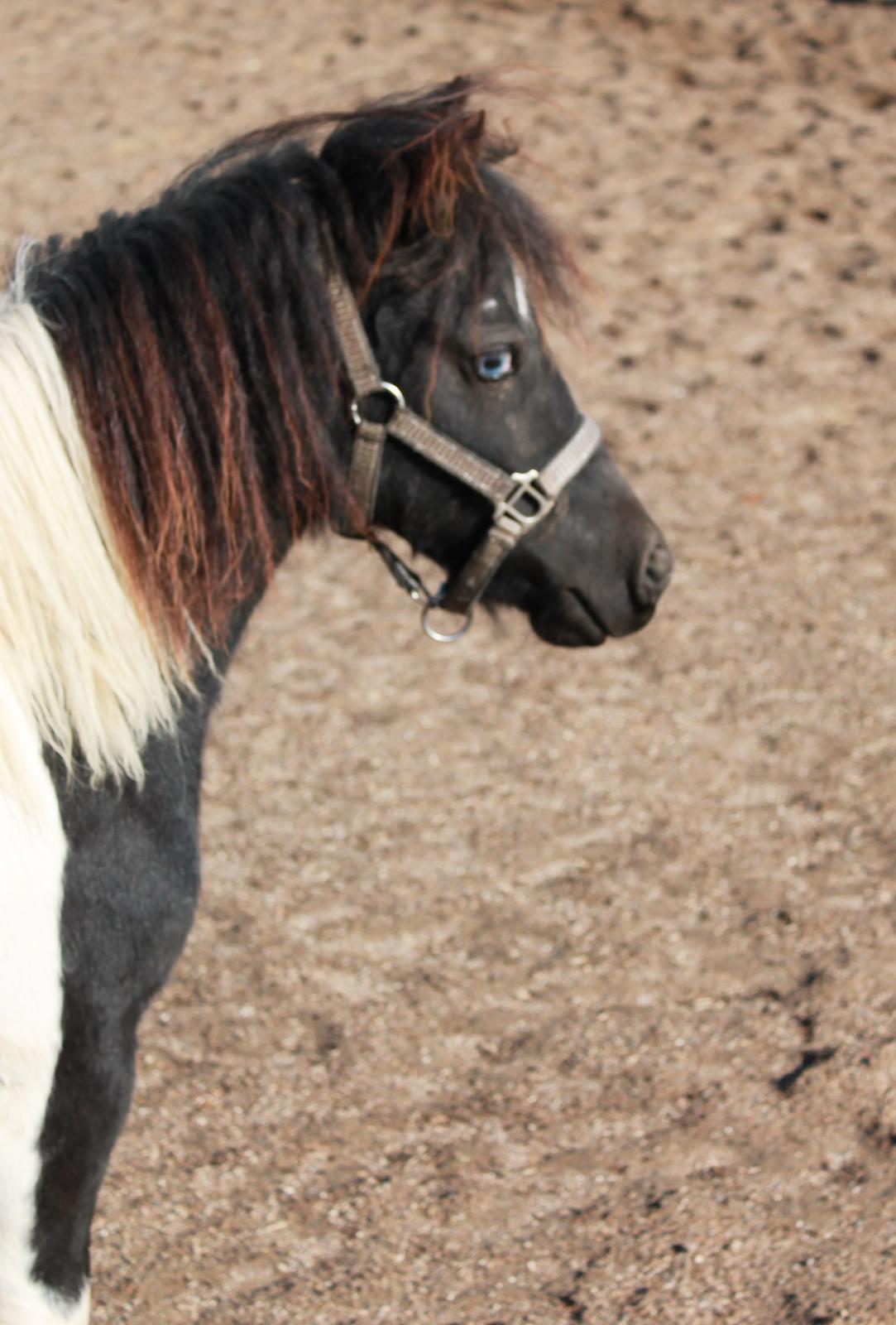 Shetlænder Flicka billede 16