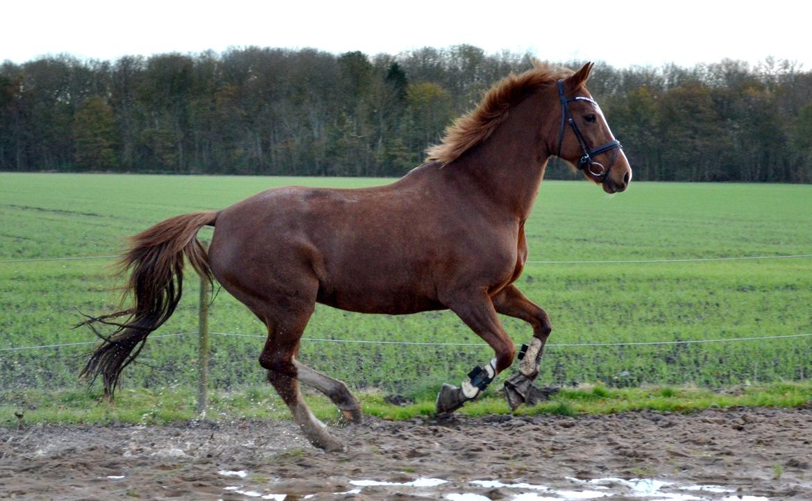Anden særlig race Sheila billede 3