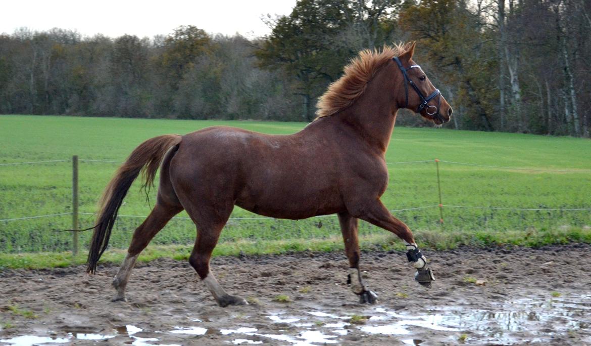 Anden særlig race Sheila billede 1