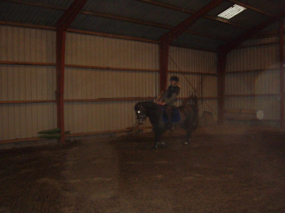 Anden særlig race Fanta billede 9