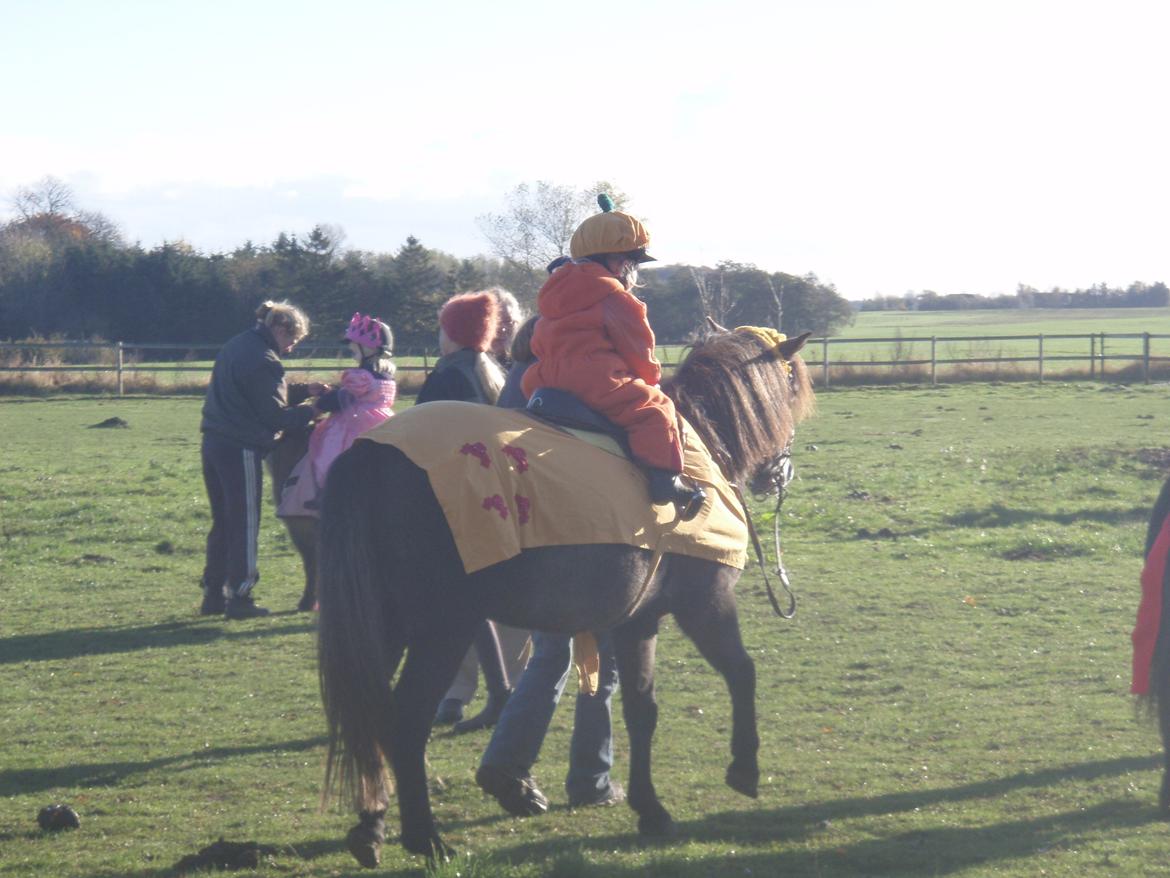 Anden særlig race Fanta billede 11